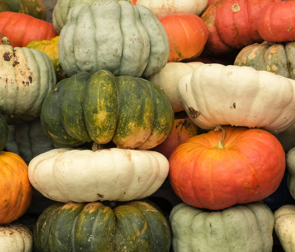 A variety of pumpkins in white, orange, green, and flattened shapes, stacked together during the fall harvest season in Westminster, Maryland.