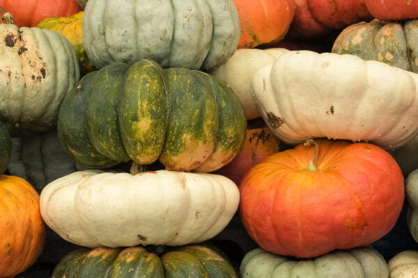 A variety of pumpkins in white, orange, green, and flattened shapes, stacked together during the fall harvest season in Westminster, Maryland.