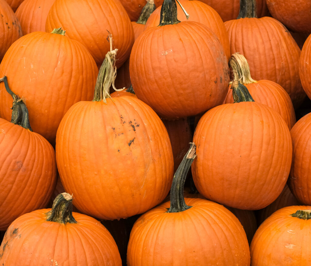 A group of bright orange pumpkins stacked together, symbolizing the beauty of autumn.