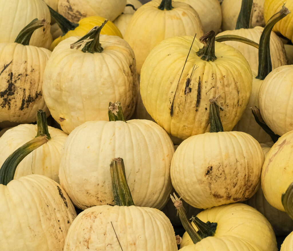 A display of white ghost pumpkins, offering a minimalist autumn look.