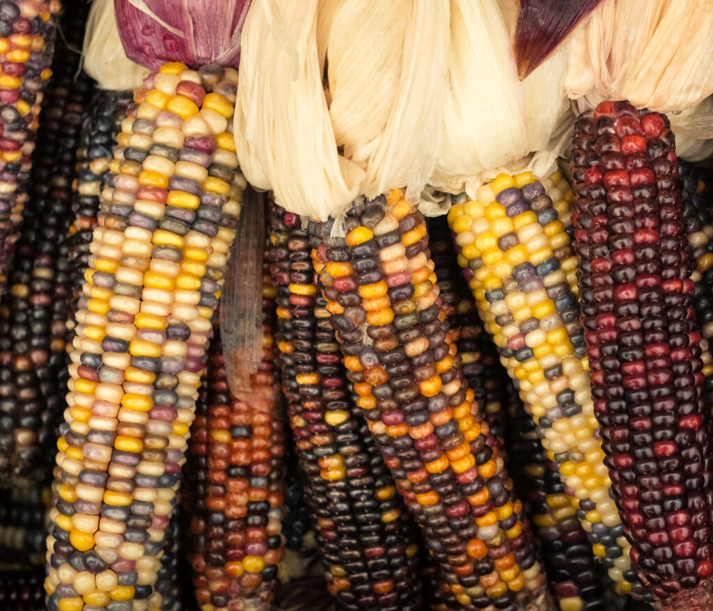 A bundle of multi-colored corn with yellow, brown, black, and red kernels, displayed during the fall harvest season in Westminster, Maryland.