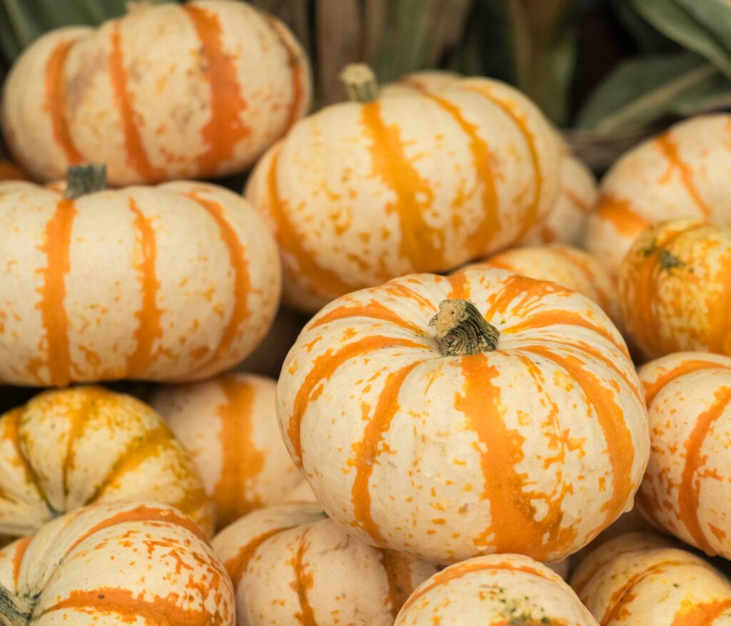 A group of mini white pumpkins with orange stripes, displayed during the fall harvest season in Westminster, Maryland.